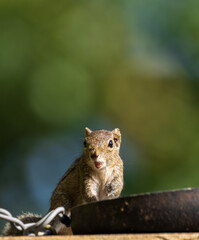 squirrel on a branch