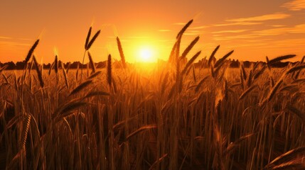 Fototapeta premium wheat field at sunset