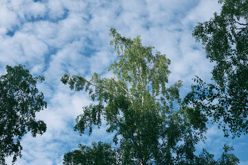 Birch tree to the sky in June.