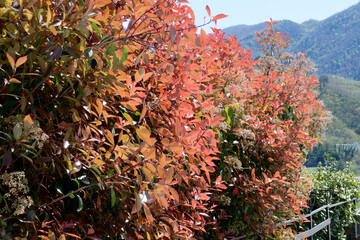 Photinia commonly known as Red Robin, which is a flowering perennial evergreen shrub