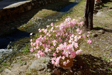 Blooming Azalea flowers in a vase along the creek . Azaleas are flowering shrubs in the genus Rhododendron