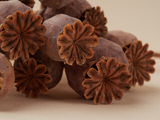 Closeup photography of many poppy heads