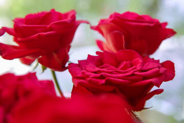 A bouquet of red garden roses. Blurred floral background