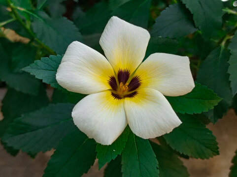 Turnera subulata, white buttercup, sulphur alder, politician's flower, dark-eyed turnera, white alder, turneraceae, turnera ulmifolia. 