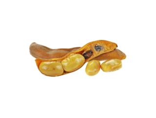 mucuna pruriens or velvet bean transparent png