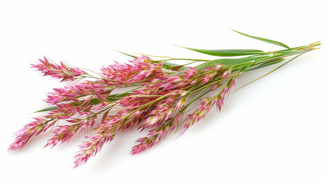 The ornamental grass Imperata cylindrica 'Red Baron'. Red Grass Blades from a Close-up Overhead View - Grass Texture With Copy Space. red grass in the wind. Red grass meadow. Red pampas grass. 
