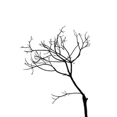 Silhouette of a Bare tree branch vector. Vector black silhouette of a bare tree. Tree branch silhouette on white background.
