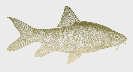 Labeobarbus intermedius, tropical freshwater fish from East Africa