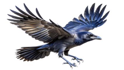 crow on isolated background with high detailing