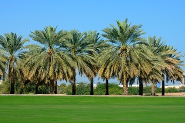 Palmeras junto a la Gran Mezquita de Sultan Qaboos, Sultanato de Omán