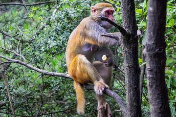 Monkey in Zhangjiajie National Forest Park - famous tourist attraction of China. Wulingyuan, Province, China, Asia.