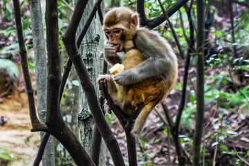 Fototapeta premium Monkey in Zhangjiajie National Forest Park - famous tourist attraction of China. Wulingyuan, Province, China, Asia.