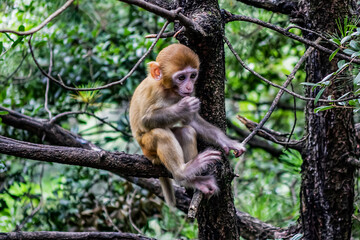 Monkey in Zhangjiajie National Forest Park - famous tourist attraction of China. Wulingyuan, Province, China, Asia.