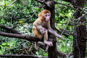 Monkey in Zhangjiajie National Forest Park - famous tourist attraction of China. Wulingyuan, Province, China, Asia.