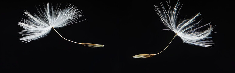 Two dandelion seeds floating in the air, isolated on a black background,