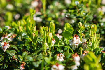 Flowering lingonberry in spring