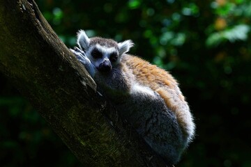close-up of a katta