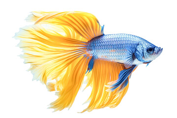 Fototapeta premium A fish with a blue body and yellow tail.