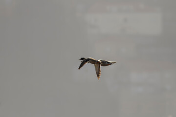Wild ducks in flight