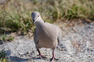 Turtle dove looking for food