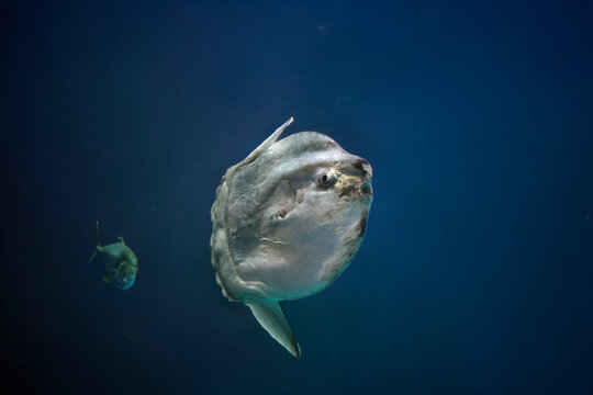 Beautiful moonfish close-up