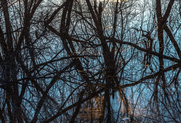 Branches of trees intertwining in a chaotic pattern create an abstract design