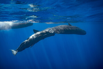 sperm whale or cachalot around the island of Mauritius