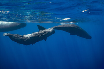 sperm whale or cachalot around the island of Mauritius © Subphoto