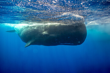 sperm whale or cachalot around the island of Mauritius
