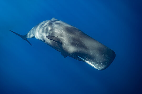 sperm whale or cachalot around the island of Mauritius