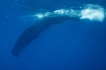 sperm whale or cachalot around the island of Mauritius