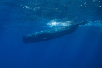 Naklejka premium sperm whale or cachalot around the island of Mauritius