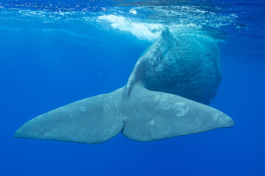 sperm whale or cachalot around the island of Mauritius