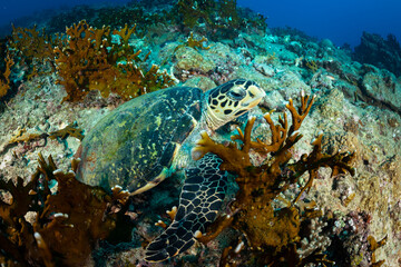 hawksbill sea turtle
