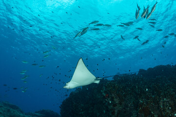 spotted eagle ray