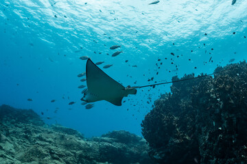spotted eagle ray