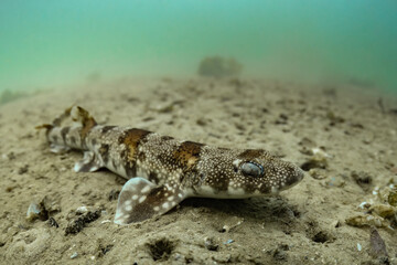 The puffadder shyshark (Haploblepharus edwardsii), also known as the Happy Eddie