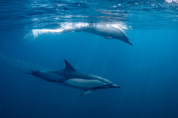 Fototapeta premium Pod of common dolphins (Delphinus delphis) swimming in the Atlantic Ocean near the Western Cape coast of South Africa