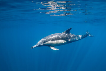 Fototapeta premium Pod of common dolphins (Delphinus delphis) swimming in the Atlantic Ocean near the Western Cape coast of South Africa