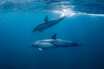 Obraz premium Pod of common dolphins (Delphinus delphis) swimming in the Atlantic Ocean near the Western Cape coast of South Africa