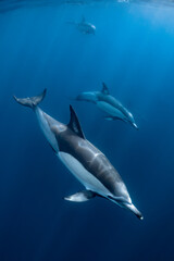 Pod of common dolphins (Delphinus delphis) swimming in the Atlantic Ocean near the Western Cape coast of South Africa