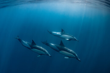 Pod of common dolphins (Delphinus delphis) swimming in the Atlantic Ocean near the Western Cape coast of South Africa