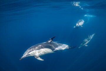 Fototapeta premium Pod of common dolphins (Delphinus delphis) swimming in the Atlantic Ocean near the Western Cape coast of South Africa