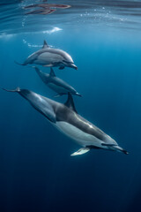 Pod of common dolphins (Delphinus delphis) swimming in the Atlantic Ocean near the Western Cape coast of South Africa