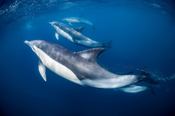 Fototapeta premium Pod of common dolphins (Delphinus delphis) swimming in the Atlantic Ocean near the Western Cape coast of South Africa