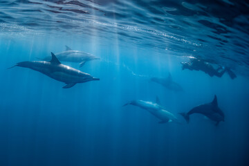 Pod of common dolphins (Delphinus delphis) swimming in the Atlantic Ocean near the Western Cape coast of South Africa