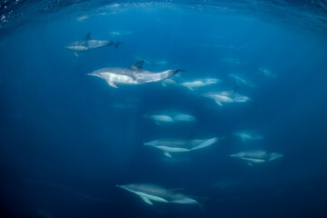 Pod of common dolphins (Delphinus delphis) swimming in the Atlantic Ocean near the Western Cape coast of South Africa