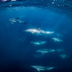 Obraz premium Pod of common dolphins (Delphinus delphis) swimming in the Atlantic Ocean near the Western Cape coast of South Africa