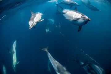 Obraz premium Pod of common dolphins (Delphinus delphis) swimming in the Atlantic Ocean near the Western Cape coast of South Africa