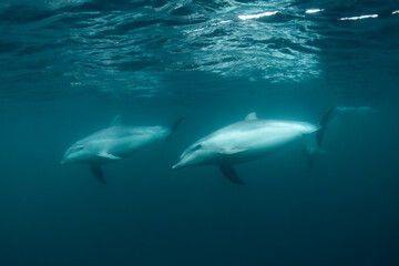 common bottlenose dolphin or Atlantic bottlenose dolphin (Tursiops truncatus)